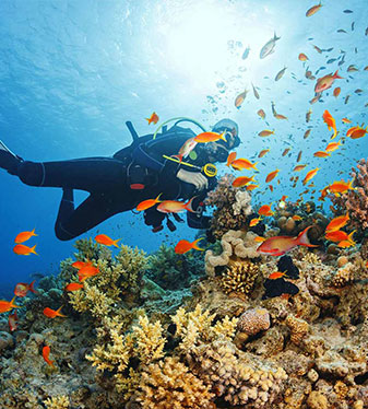 a scuba diver next to small fish and a coral reef underwater bone island divers